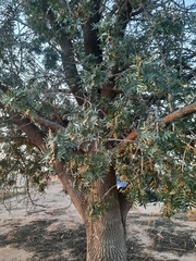 Olea europaea