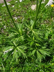 Anemonastrum fasciculatum