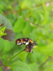 Clinteria klugi