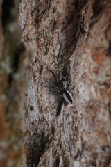 Pseudicius encarpatus