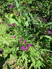 Vernonia noveboracensis