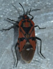 Spilostethus pandurus