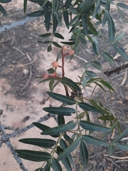 Olea europaea