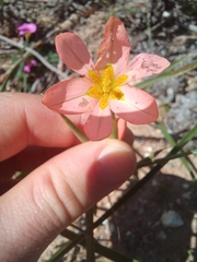 Moraea miniata
