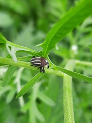 Sternuchopsis fabricii