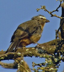Saltator coerulescens