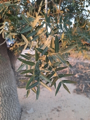 Olea europaea