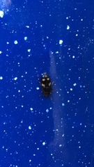 Glischrochilus quadrisignatus