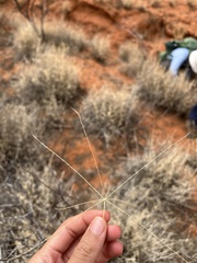 Eleusininae