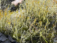 Funaria hygrometrica
