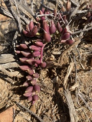 Curio radicans