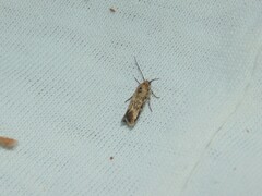 Spodoptera exigua
