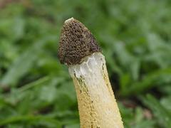 Phallus lutescens