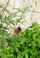 Junonia lemonias