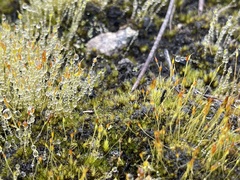 Funaria hygrometrica