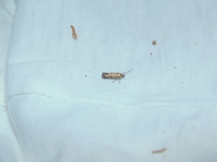 Spodoptera exigua
