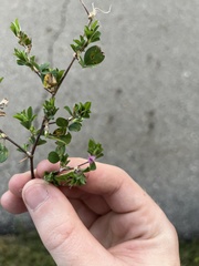 Kummerowia stipulacea