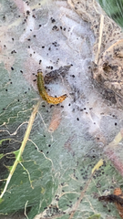 Saucrobotys futilalis