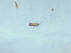 Spodoptera exigua
