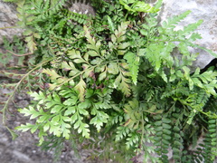 Asplenium adiantum-nigrum