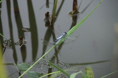 Orthetrum albistylum speciosum