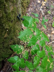 Actaea spicata
