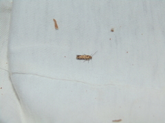 Spodoptera exigua