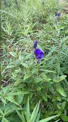 Aconitum delphiniifolium
