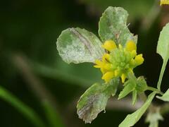 Erysiphe trifoliorum