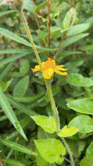Arnica latifolia