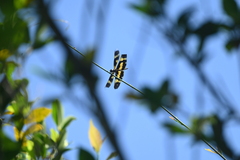 Rhyothemis variegata