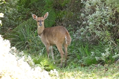 Tragelaphus sylvaticus sylvaticus