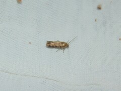 Spodoptera exigua