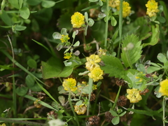 Trifolium campestre