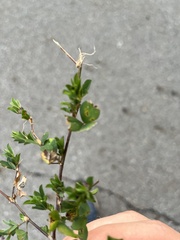 Kummerowia stipulacea