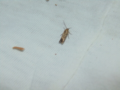 Spodoptera exigua