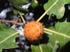 Andricus theophrasteus