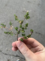 Kummerowia stipulacea