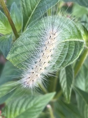 Hyphantria cunea