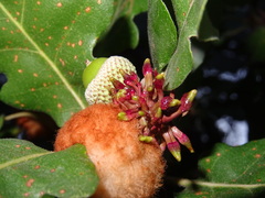 Andricus grossulariae