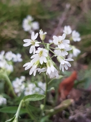 Berteroa incana