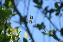 Rhyothemis variegata