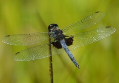 Celithemis martha