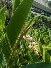 Alpinia zerumbet