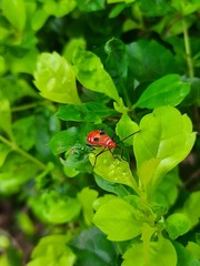 Dysdercus cingulatus