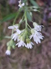 Berteroa incana