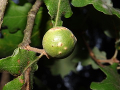 Andricus infectorius