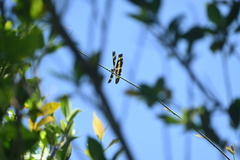 Rhyothemis variegata