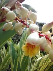 Alpinia zerumbet