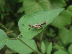 Melanoplini